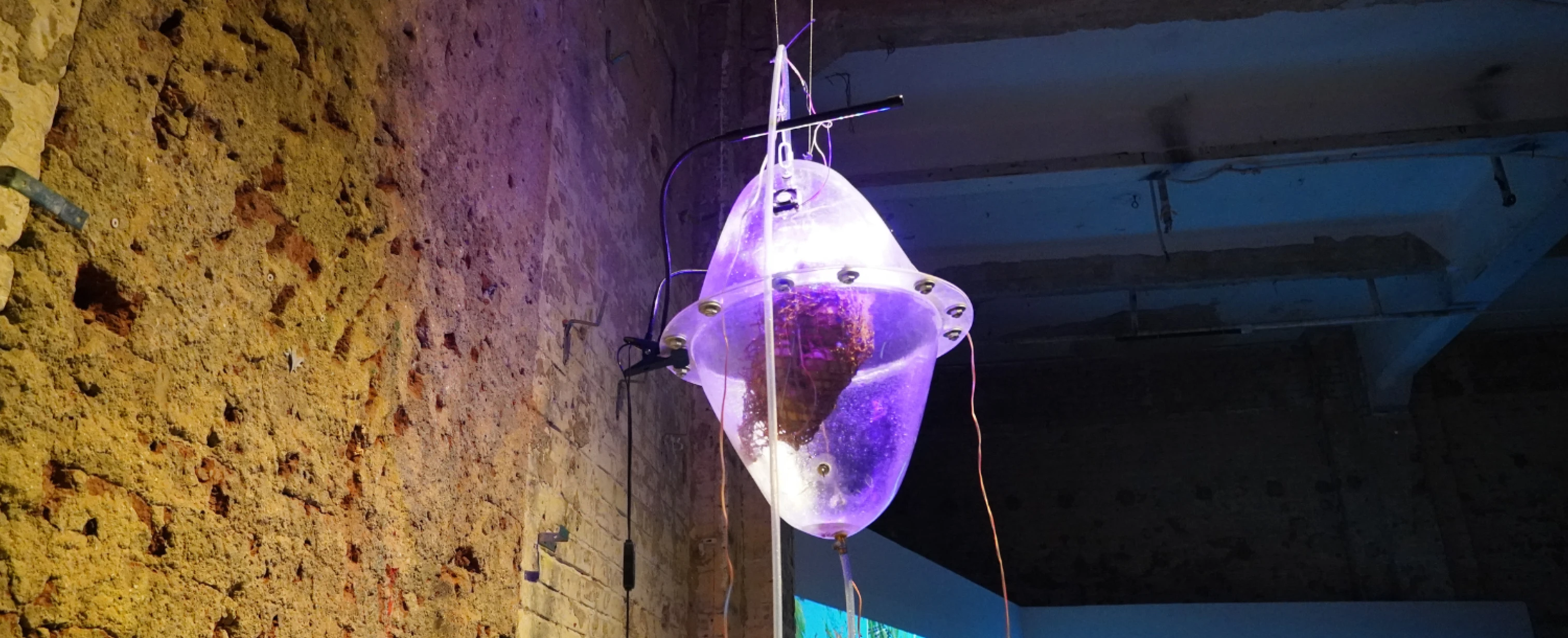 What Potatoes Know About Us: Installation of Jakub Hons at Cairotronica 2025 © Cairotronica
