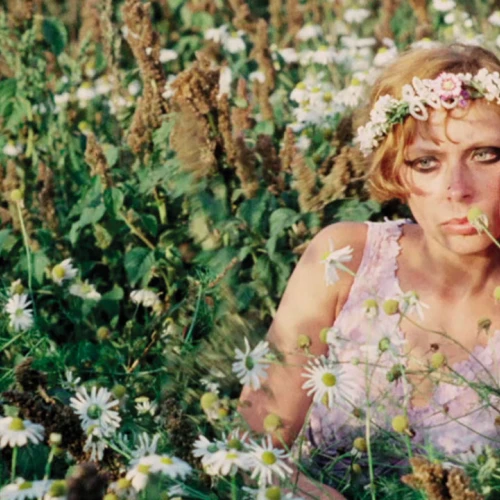 Daisies