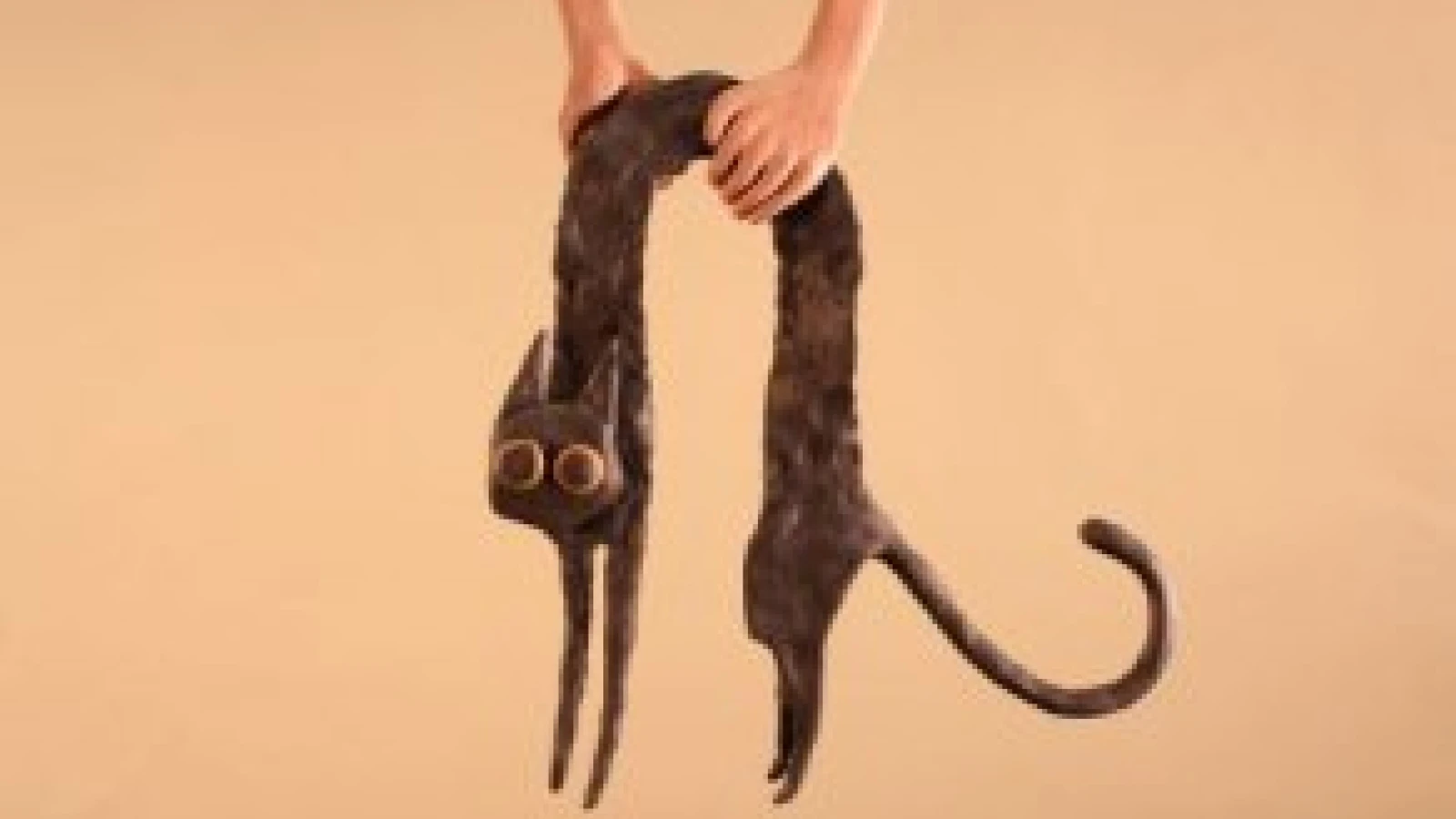 Belmont World Film's Family Festival presents three Czech films