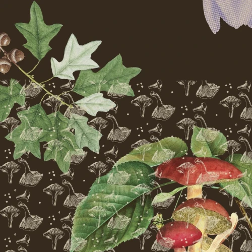 The Mushroom Gatherer