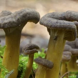 craterellus_tubaeformis_lc0374.jpg