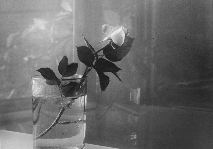 Josef Sudek, White Rosebud, 1951, 21 × 27 cm, from the PPF Art Collection