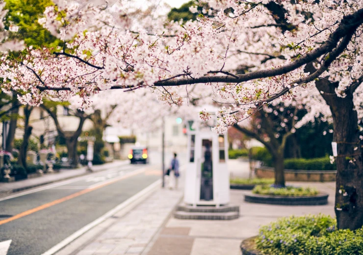 sakuras-on-the-bluff.jpg
