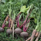 StonyTellers, Garden, 2020